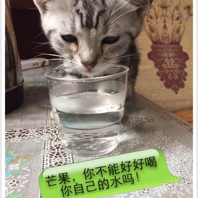 英语专业学位证上的全称是什么